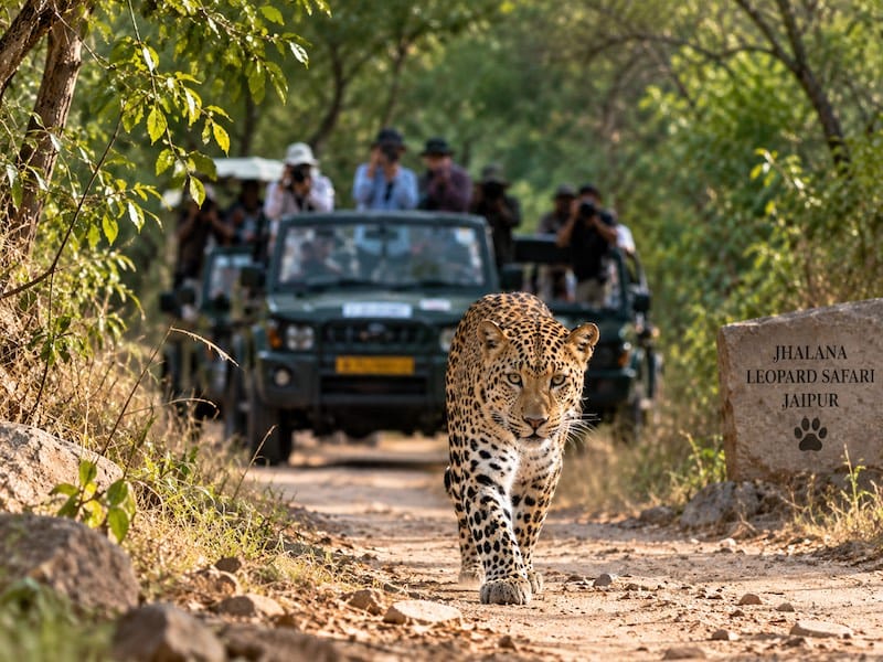 Wildlife Safari in Rajasthan Leopard spotted during a Jhalana Leopard Safari in Jaipur
