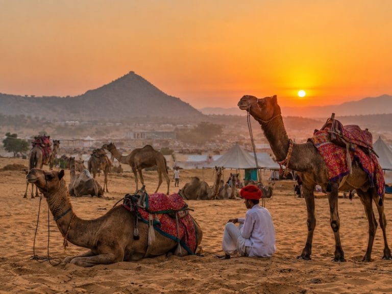 Pushkar Monuments & Attractions Camels at sunset during a desert experience near Pushkar Rajasthan