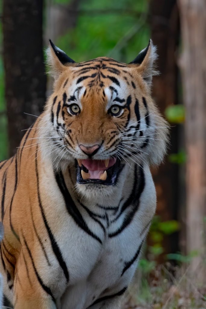Bengal tiger photographed during a Ranthambore National Park safari