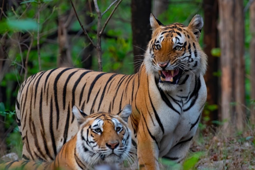 Bengal tigers in the forest during a Ranthambore National Park wildlife safari