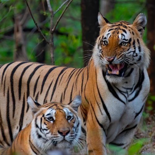 Bengal tigers in the forest during a Ranthambore National Park wildlife safari
