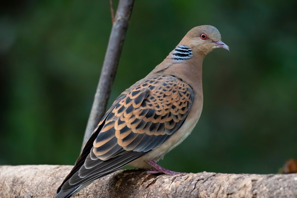 Dove photographed in the natural habitat of Ranthambore National Park