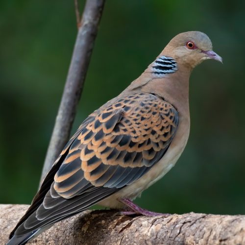 Dove photographed in the natural habitat of Ranthambore National Park