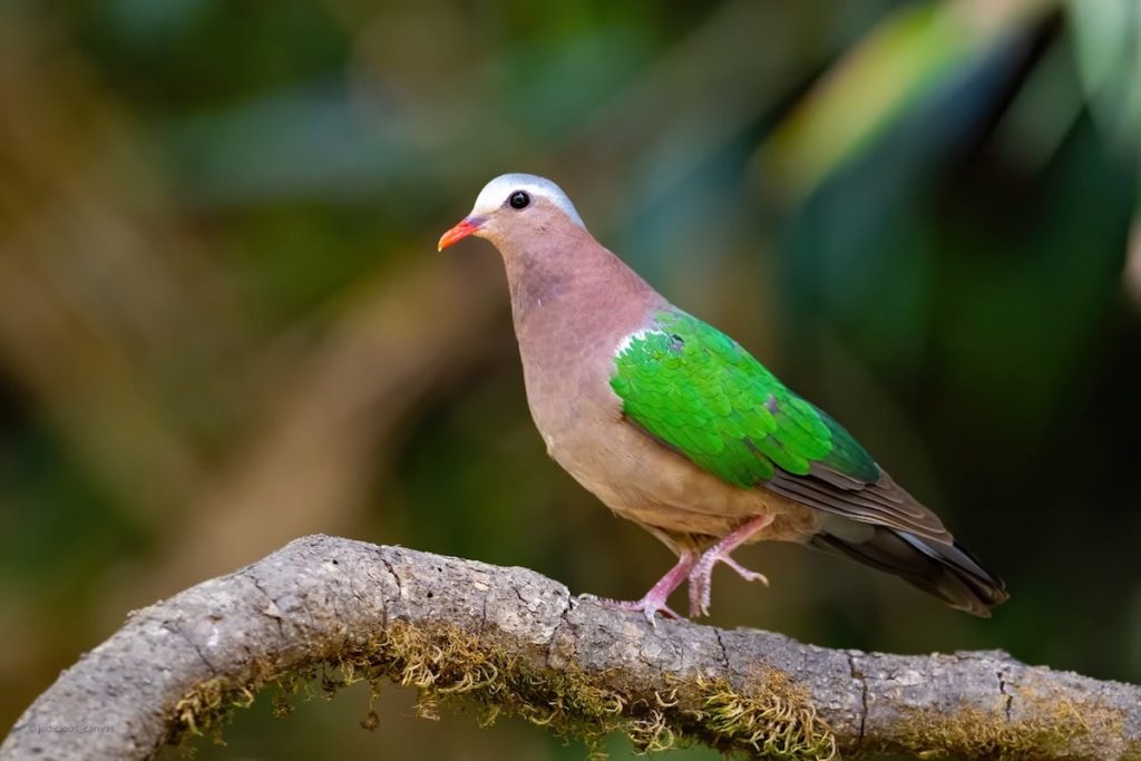 Green pigeon photographed during a Ranthambore wildlife safari