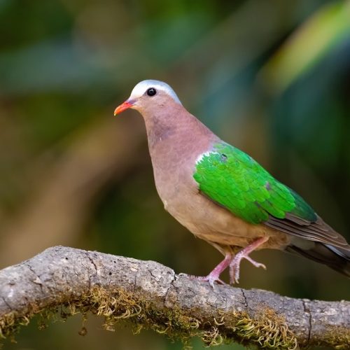Green pigeon photographed during a Ranthambore wildlife safari