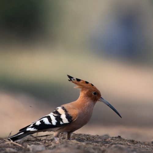Hoopoe photographed during a birdwatching experience in Ranthambore