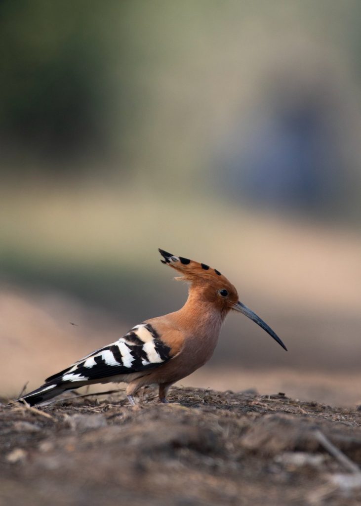Hoopoe photographed during a birdwatching experience in Ranthambore