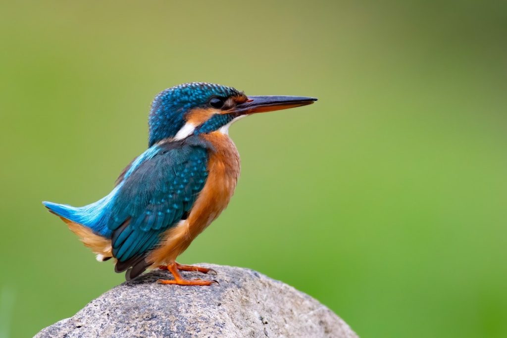 Kingfisher photographed during a wildlife safari in Ranthambore National Park