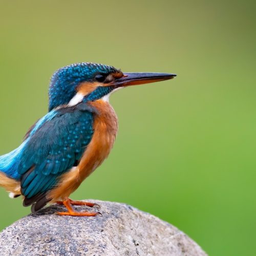 Kingfisher photographed during a wildlife safari in Ranthambore National Park