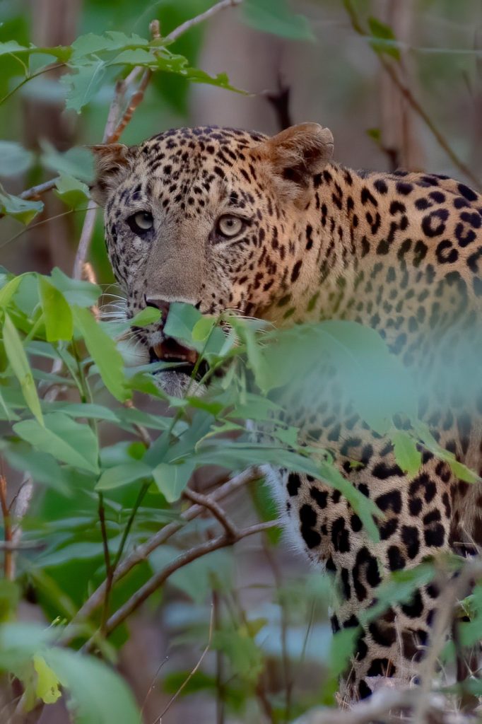 Leopard in the forest during a Ranthambore wildlife safari
