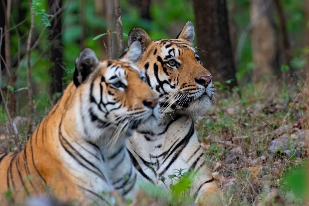 Tigers resting in the forest during a Ranthambore wildlife safari