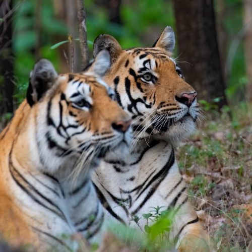 Tigers resting in the forest during a Ranthambore wildlife safari